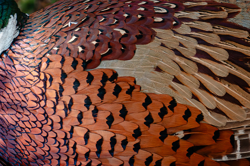 The color pattern of the Ring necked Pheasant bird body.