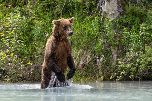 istock Grizzly at Crescent Lake, Alaska, US 1952026068