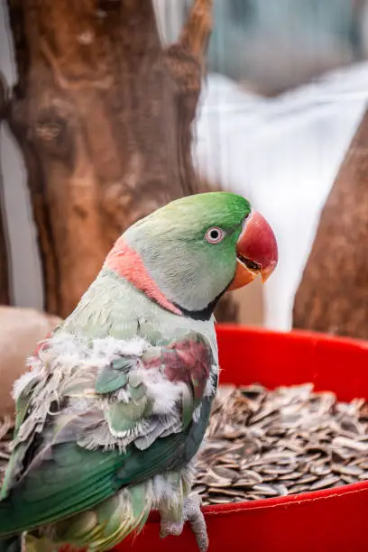 Photo of rose ringed parakeet bird in the zoo.