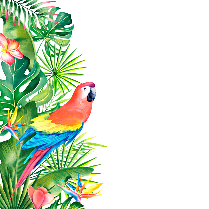 Watercolor border, frame of tropical leaves, strelitzia, plumeria and red macaw. Hand-painted tropical plants and birds. Clipart, a template for a postcard