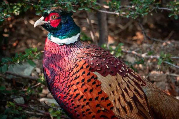 Photo of Ring necked Pheasant bird.