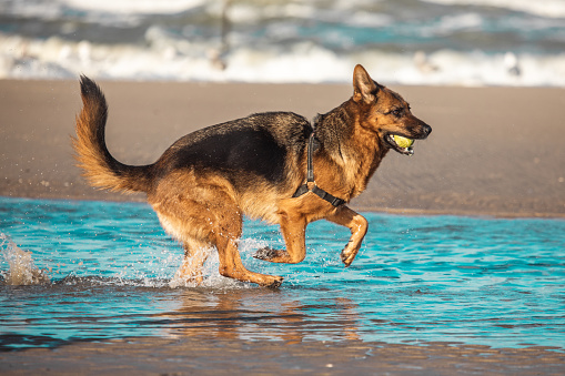 Pet dog running free on the beach in the Netherlands