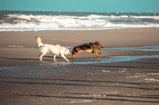 Small group of pet dogs running free on the beach in the Netherlands