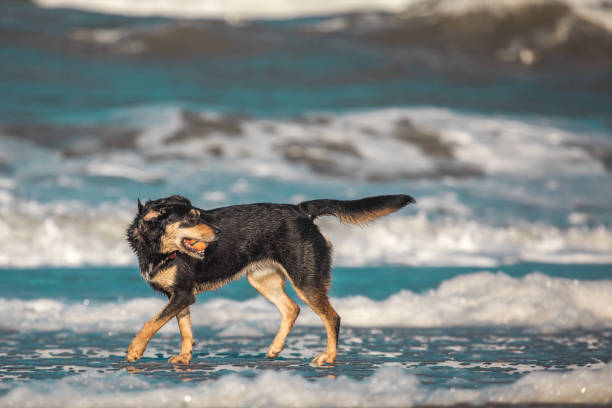 Pet dog running free on the beach in the Netherlands