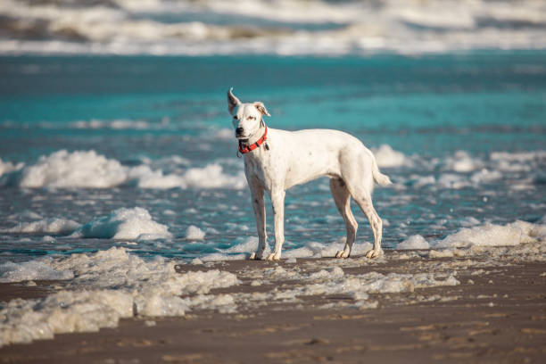 Pet dog running free on the beach in the Netherlands