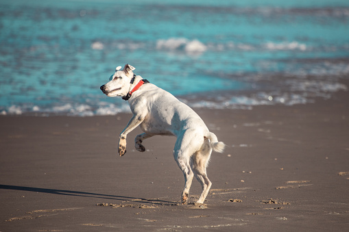 Pet dog running free on the beach in the Netherlands