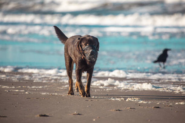 Pet dog running free on the beach in the Netherlands