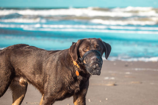 Pet dog running free on the beach in the Netherlands