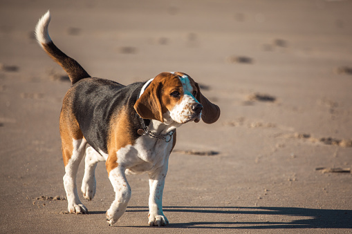 Portrait an adorable beagle dog outdoor,bokeh and light.