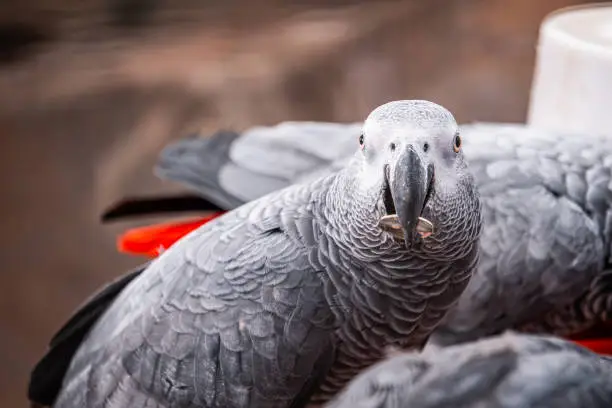 Photo of Cute gray parrot