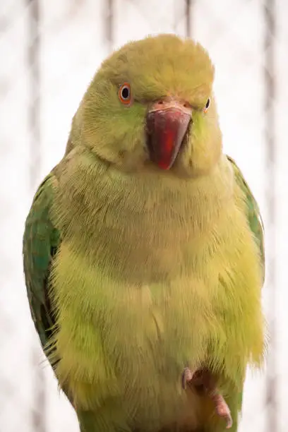 Photo of rose ringed parakeet bird in the zoo.