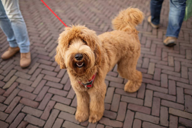 istock Pet dog on a leash 1952027185