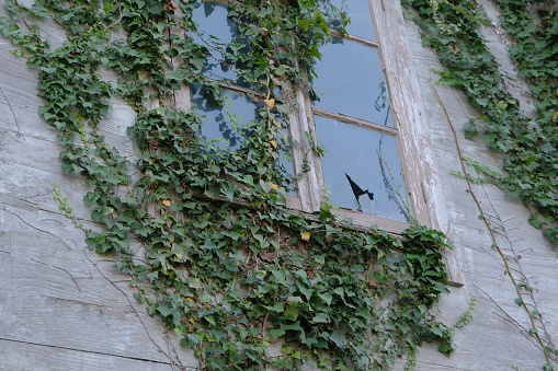 old broken window. old wooden window covered with ivy. one of the windows was broken with a stone.