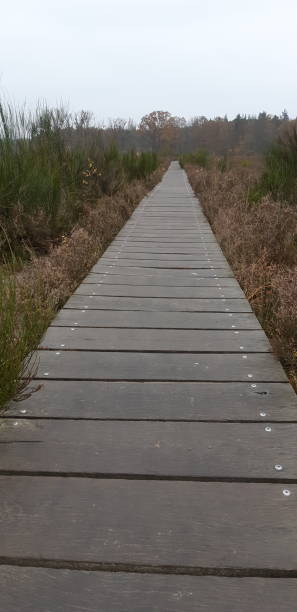 istock Wood path leading down a swamp. 1952035182