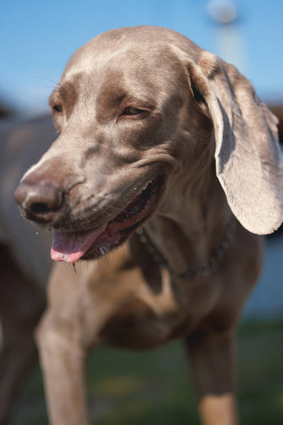 Portrait of a cute Weimaraner dog with big eyes