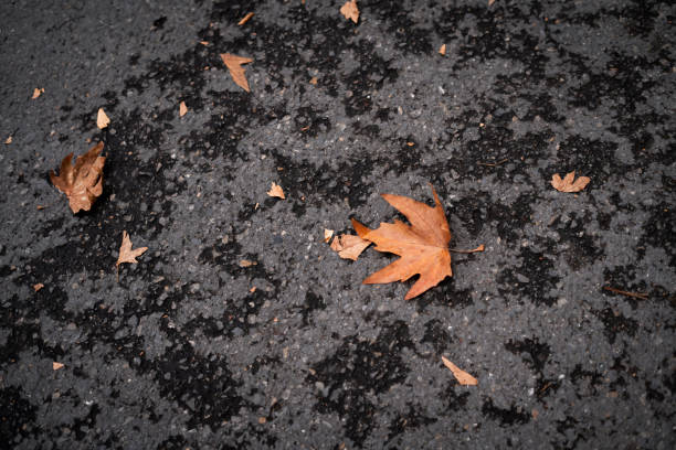 Brown autumn leaves on asphalt.