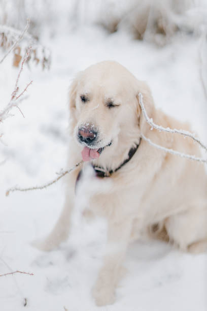 istock Golden Retriever gnaws on a twig in cold winter 1952041584