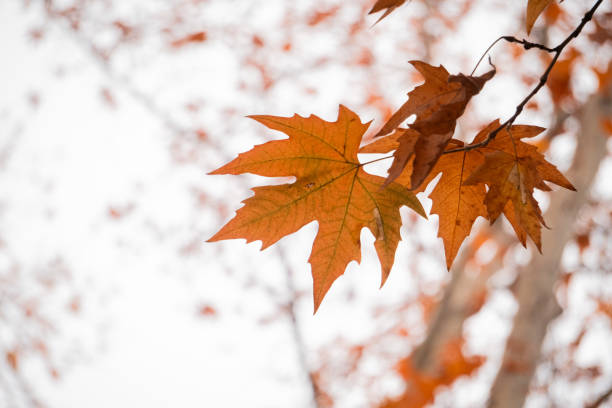 istock autumn leaves on a tree branch 1952050203