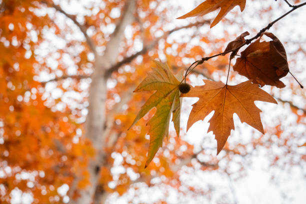 A landscape photo of autumn leaves on a tree branch.