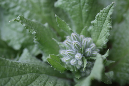 Close up of Borage plant in first blush of buds in soft shade