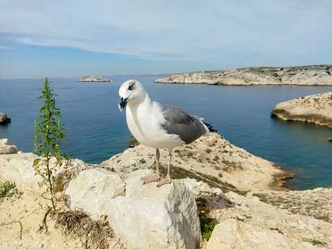 Photo of a seagull taken in Calanque de Flancadou, Marseille.