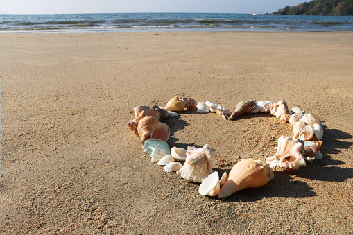 Single shell on a sandy beach, background