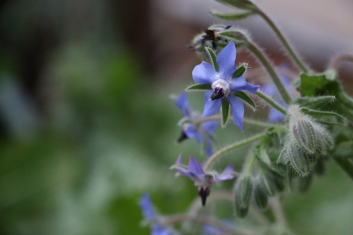 Blue star-shaped edible Borage flowers and fuzzy buds close up