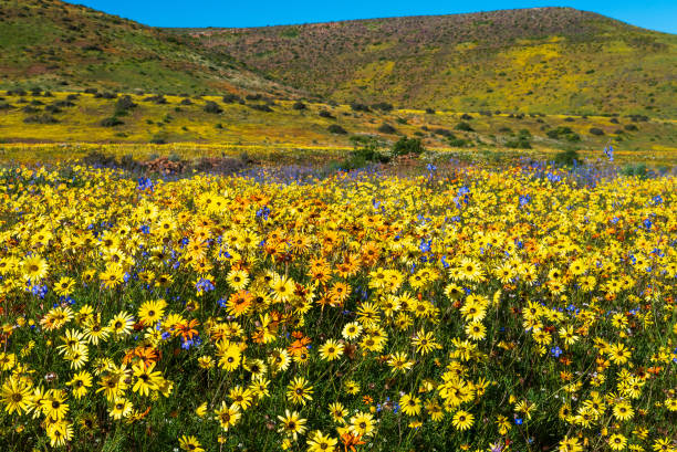 istock Field of daisies 1952064202