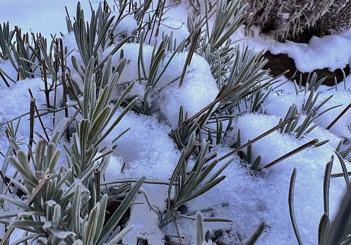 Lavender Plant in Snowy Wintoer