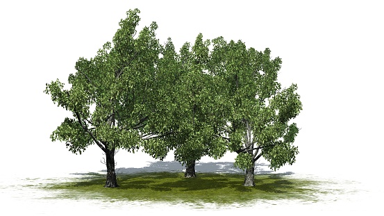 Group of Red Oak trees on green area with shadow on the floor - isolated on white background - 3D Illustration