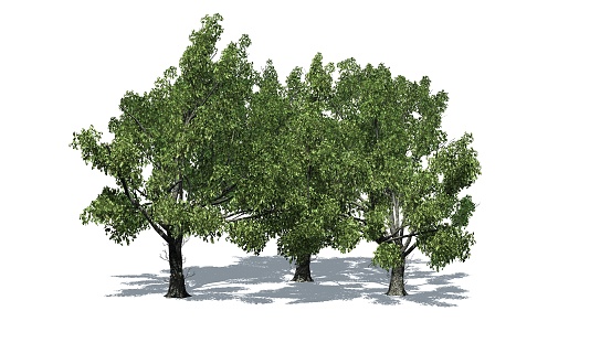 Group of Red Oak trees with shadow on the floor - isolated on white background - 3D Illustration