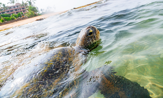 A green sea turtle swimming in the ocean. The turtle is swimming in shallow water with its head above the surface. The water is clear, and visible sunlight shines through the surface of the water. Sand and rocks on the ocean floor, and the background consists of a sandy beach and blue sky with white clouds. The image is taken from a low angle, looking up at the turtle.