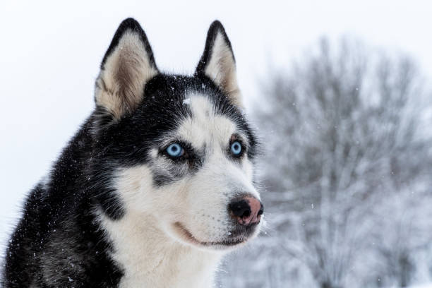 istock Husky portrait on a snowy day 1952067900
