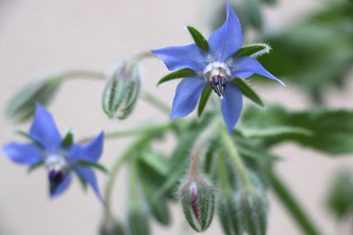 Blue star-shaped edible Borage flowers close up