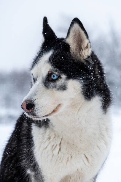 istock Husky portrait on a snowy day 1952068950