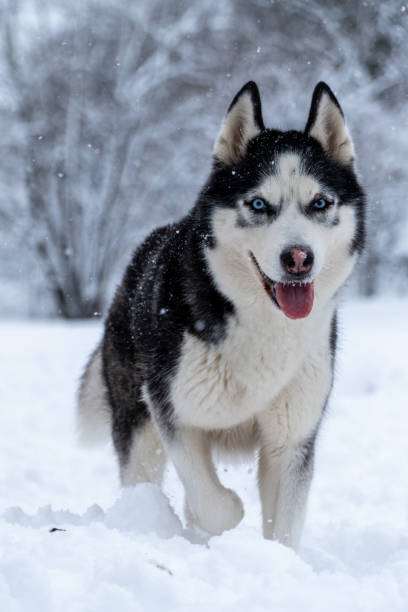 istock Husky portrait on a snowy day 1952068983