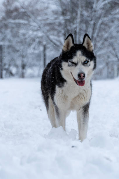 istock Husky portrait on a snowy day 1952069509