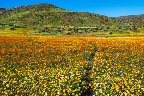 Namaqualand fields of daisies in bloom on west coast of South Africa