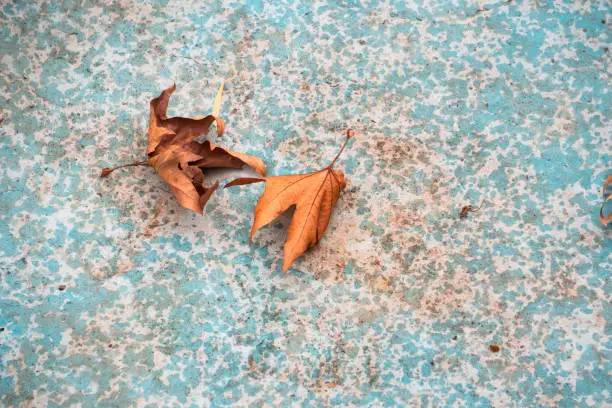Photo of Minimal image of dry autumn leaves