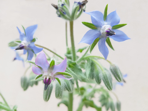 Close up of Borage herb plant starry blue and purple flowers and fuzzy buds