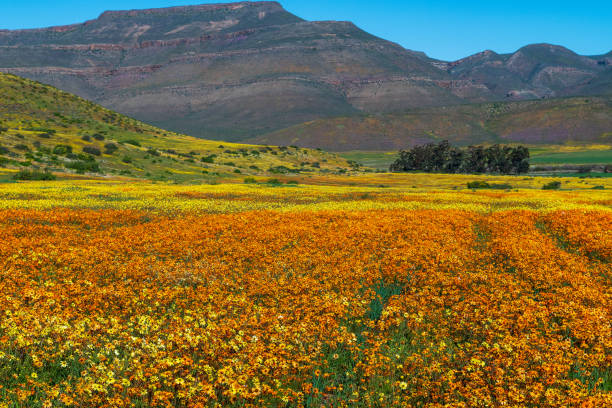 istock Field of daisies 1952090550