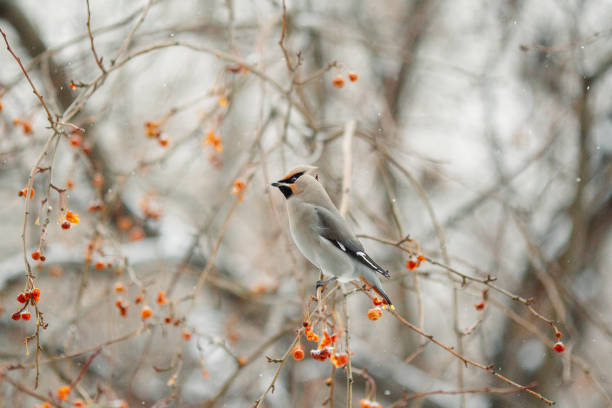 istock A bird sits on an apple tree branch in winter 1952091103