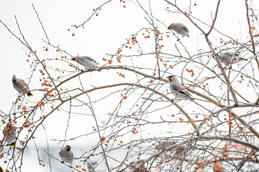 A bird sits on an apple tree branch in winter