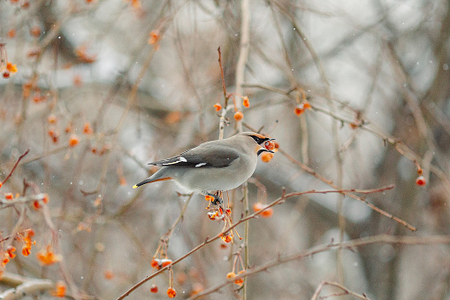 A bird sits on an apple tree branch in winter