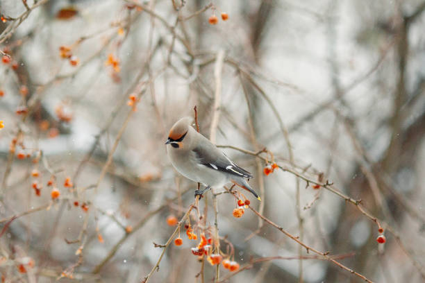 A bird sits on an apple tree branch in winter