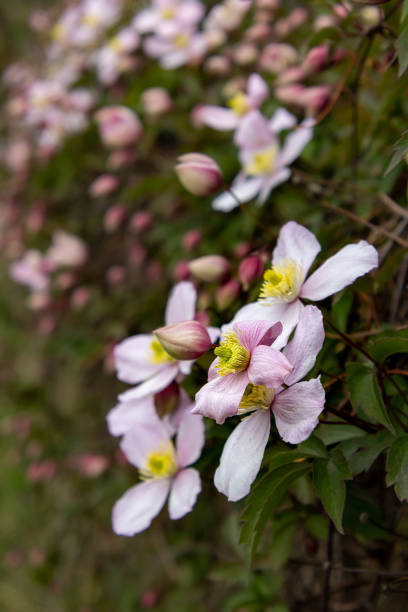 Mountain clematis montana rubens blooming in late spring