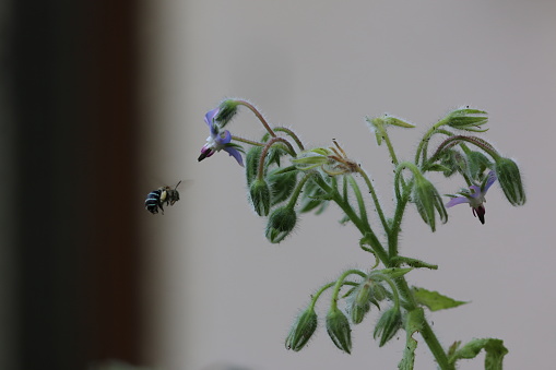 Beautiful Amegilla bee investigating the starry blue flowers of borage herb plant.