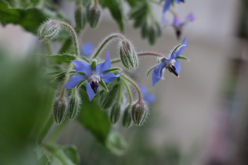 Interesting blue star-shaped edible Borage flowers growing in a garden, and soft light