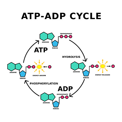 Adenosine triphosphate release energy and becomes adenosine diphosphate. ADP can be reversed back into ATP by adding a phosphate. Energy transfer. Vector illustration