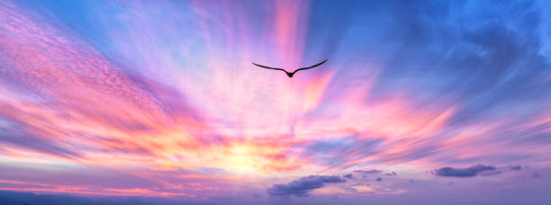 vogel fliegender sonnenuntergang schöne inspirierende göttliche spirituelle motivation freiheit hoffnung banner bild - divine inspiration stock-fotos und bilder